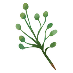 Green berry branch in watercolor style © Vexels