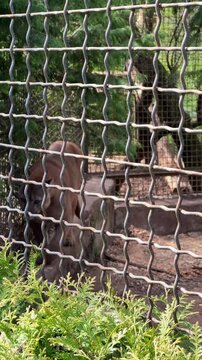 Puma pacing anxiously inside enclosure
