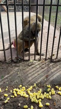 Baboons reaching for food outside their enclosure