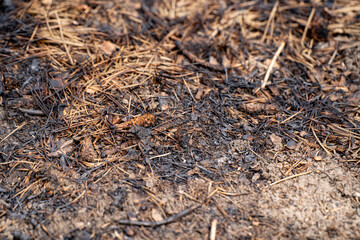 Fototapeta premium Close up of pine cones and dry leaves on forest ground.