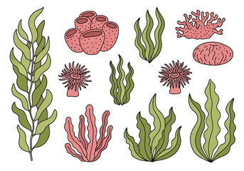 An illustration of various seaweeds and corals in an underwater scene with green and pink plants. © firman