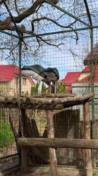 Two marabou storks arranging nest materials in aviary