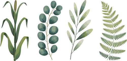 Botanical leaves set vector eucalyptus fern corn plant foliage collection natural greenery illustration decorative elements modern design © Ara