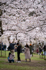 Naklejka premium Close up of cherry blossom branches with people in background.