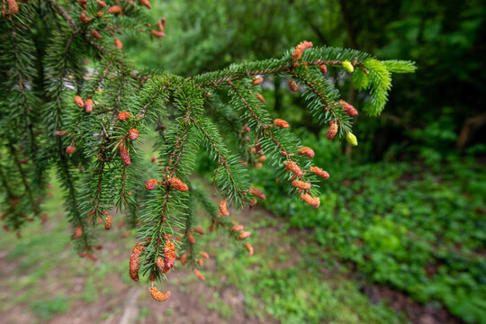 norway spruce with male pollen cones