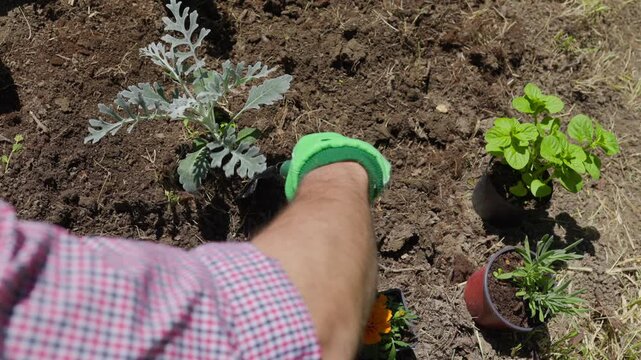 Close-up of gardener hands in gloves lifting a Silver Ragwort (Dusty Miller) plant from fertile soil, showing roots and silvery foliage in a bright garden.