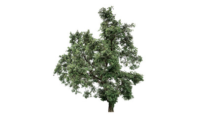 Fototapeta premium large green coniferous tree isolated on white background minimalist nature concept