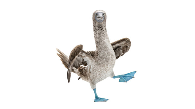 Blue Footed Booby Bird Standing with Raised Wings on Transparent Background