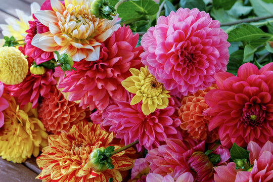 Different pink, orange and yellow Dahlia flowers. Colorful dahlia garden flowers, wallpaper backdrop. Blossoming dalias bloom
