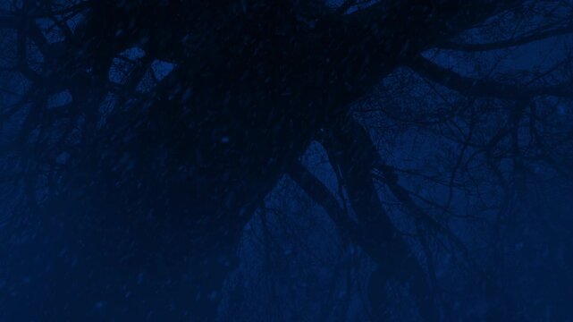 Tree In Snowfall At Night Creepy Woodland
