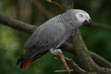 Perroquet gris du Gabon sur une branche  © Dominique VERNIER