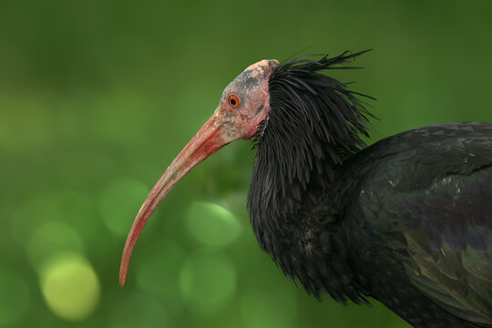 Gros plan sur la t&ecirc;te d'un ibis chauve