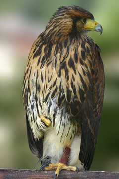buse variable sur un perchoir