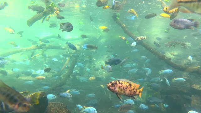 Aquarium
