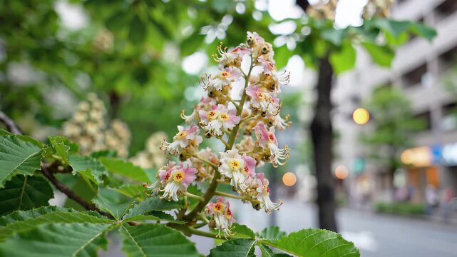 Closeup of a blooming horse chestnut tree flower in an urban setting.