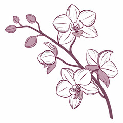 Elegant orchid flower branch with blossoms and buds floral illustration © best