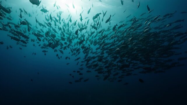 Spawning aggregation of Twin Spot Snapper silhouetted against sunlit water