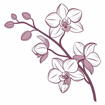 Elegant orchid flower branch with blossoms and buds floral illustration