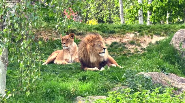 Couple de lion