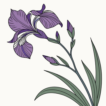 Elegant purple iris flower line art illustration with buds and foliage, sibirica