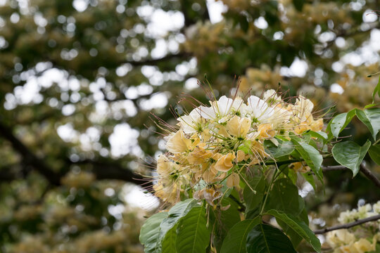 Beautiful Sacred Garlic Pear (crateva religiosa) flowers.	