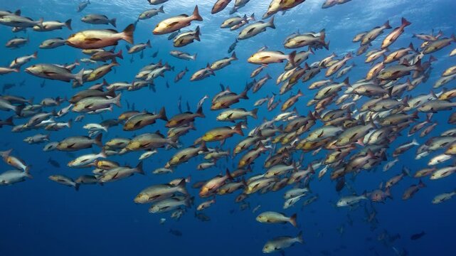 Medium underwater shot of spawning aggregation of Twin Spot Snappers in Palau Marine Sanctuary