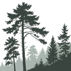 Forest landscape silhouette with coniferous pine trees and woodland layers © Ferdou