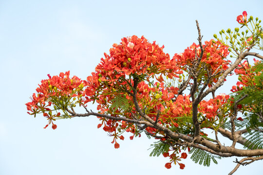 Beautiful Flamboyant (Delonix regia) flowers.