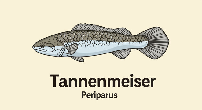 Detailed illustration of a Periparus fish on a plain background