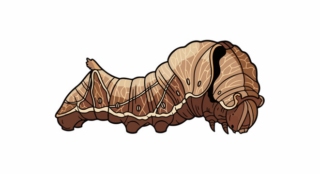 Segmented brown caterpillar with patterned skin and a distinct tail