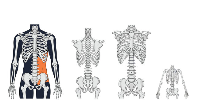 Series of human skeletal diagrams in varying sizes with one highlighting the abdominal region for medical comparison and study.