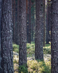 Obraz premium Pine forest in Norway