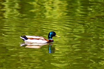 Fototapeta premium Single Male Mallard Duck Floating on Calm Green Water