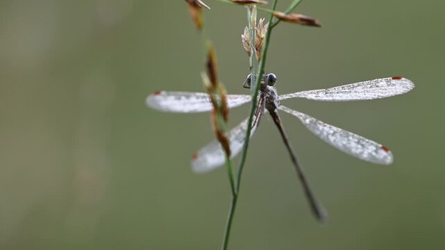 A common spreadwing dragonfly perched on a blade of grass in the morning dew, moor, common spreadwing, female, late summer, (lestes sponsa), lower saxony, germany
