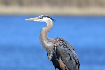 Obraz premium great blue heron