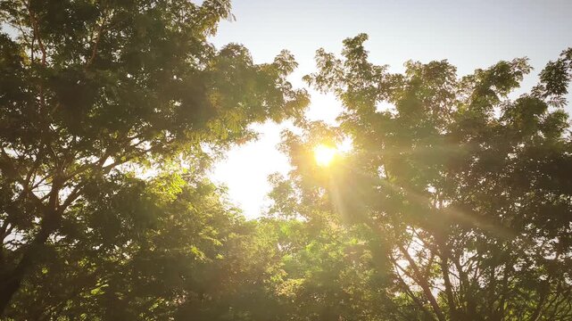 Sunlight penetrates the lush green tree canopy, creating a dazzling dance of sunflares and shadows during the summer. 4k, 60 fps