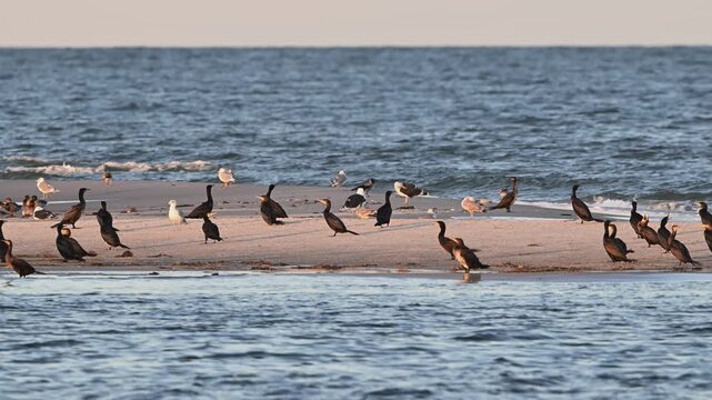 Cormorants mallards and seagulls are resting on a sandbank in the baltic sea, nationalpark, september,  (phalacrocorax carbo), germany
