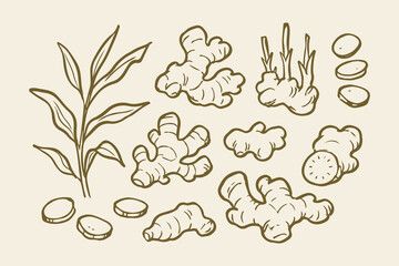 Naklejka premium Ginger Root Herb Naive Ink Sketch Set Vector