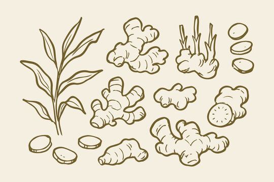 Ginger Root Herb Naive Ink Sketch Set Vector