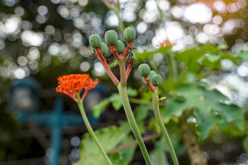 Close-up of Jatropha podagrica, also known as Gout Plant or Buddha Belly Plant, featuring its vibrant orange flowers and green seed pods in a tropical garden with a soft bokeh background. © Aoy_Charin