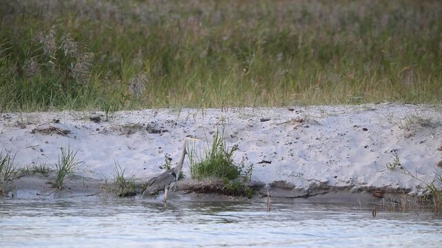 A grey heron stands in the water on the sandy beach, fishing for fish, september, baltic sea, ( ardea cinerea), germany 