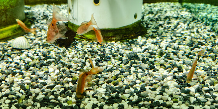 Lively aquarium scene featuring several small Rosy barbs, an orange fish swimming near the bottom among mixed black, white, and gray pebbles. 