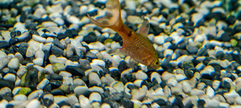 Bright Longfin Rosy Barb, an orange aquarium fish with translucent fins and golden-hued scales swimming near the bottom. 