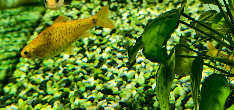 Aquarium view featuring a Gold Barb (Barbodes semifasciolatus), a yellowish-orange fish with dark speckles swimming near the center, accompanied by another smaller fish above. 