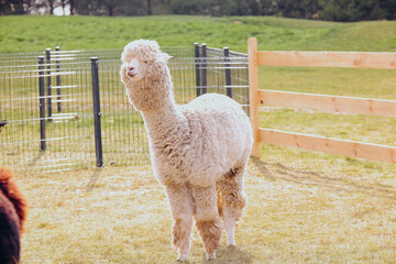 Obraz premium White alpaca standing in a fenced field during the day