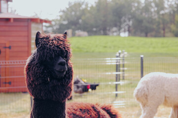 Obraz premium Dark brown alpaca stands in a farmyard with a white alpaca behind