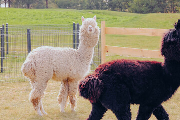 Obraz premium Two alpacas stand in a grassy field with a wooden fence