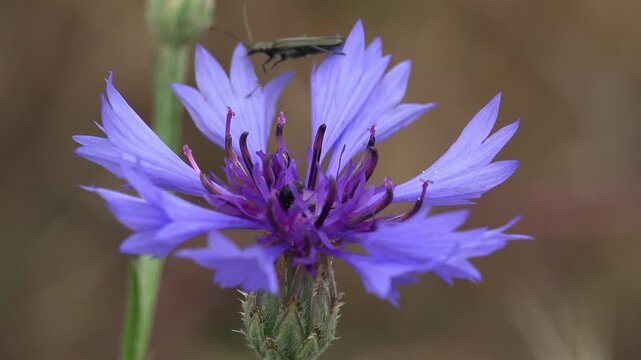 Detailed macro footage of a longhorn beetle moving across a purple cornflower with soft blurred natural background