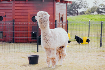 Obraz premium White alpaca standing in an outdoor enclosure with a wooden structure