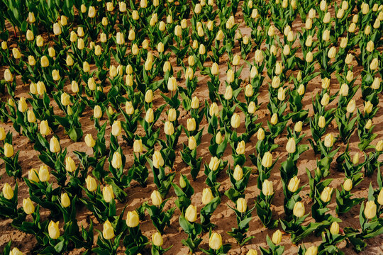 Field of yellow tulips in rows under bright sunlight